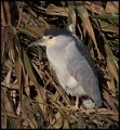 _0SB1779black-crowned night-heron
